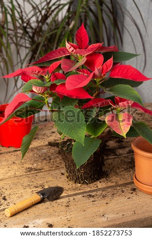 Process of transplanting a houseplant Poinsettia into a clay pot, Christmas flower on a wooden table Royalty-Free Stock Photo #1852273753