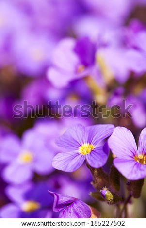 Beautiful purple wild flowers