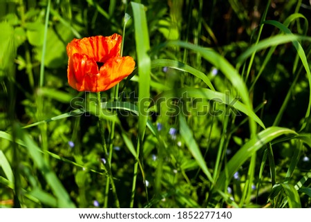 bright red poppy flower among green grass and other flowers 
