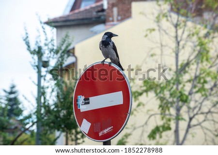 A crow sitting on No Entry road sign in Sofia
