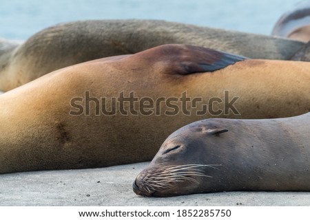 Three little sea lions taking a nap at Floreana Island pier. Galapagos