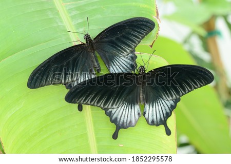 Tropical colorful butterflies resting on a leaf with open wings upper perspective