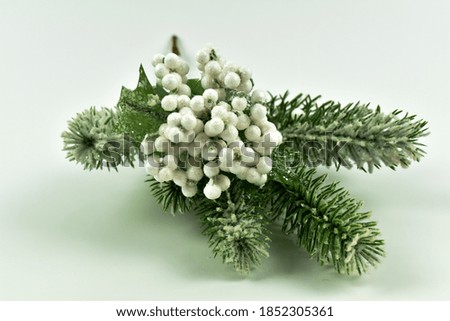 A small, snow-covered, green spruce branch.