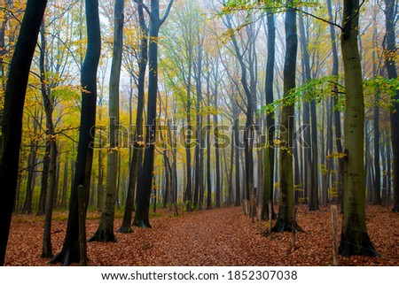 Muziekbos (Music forest) close to Ronse in Belgium. Autumn in forest