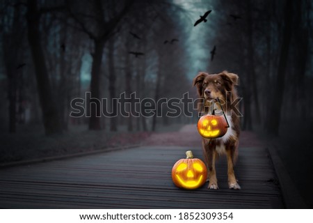 halloween photo with Australian shepherd 