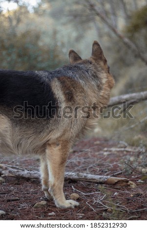 german shepherd dog walking in a forest in autumn