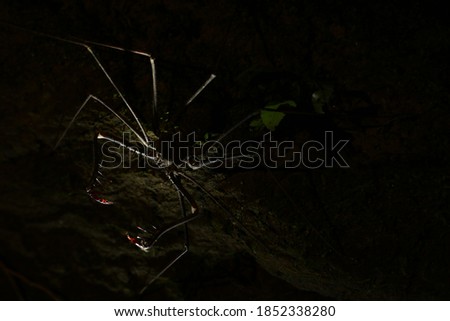A silhoutte of a whip spider with the two spine thudded pincers strechted out to catch a prey 
