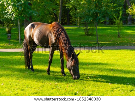 Horse walking in the park