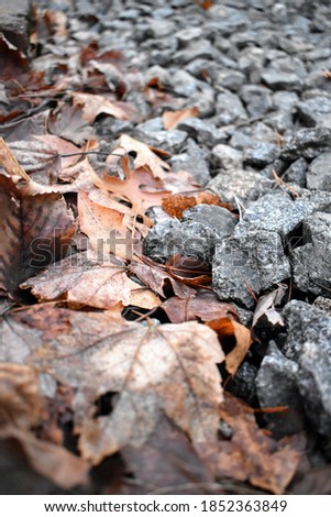 seasonal brown leaves and black rocks