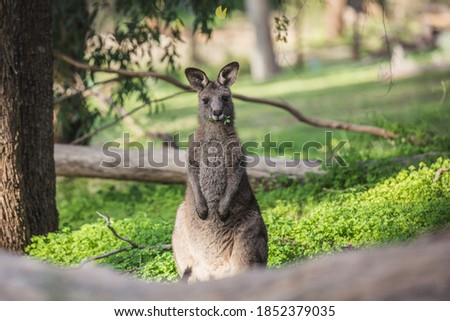 Eastern-grey Kangaroo feeding on grass 