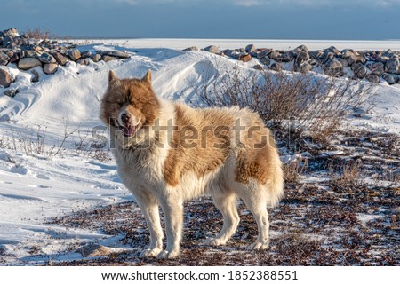 A rare Canadian Eskimo dog seen on the shores of icy Hudson Bay in northern Manitoba, Canada.  Royalty-Free Stock Photo #1852388551