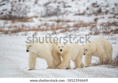 A mother polar bear and two young cubs yearlings walking across the tundra landscape with white snow, bushes. One cub looking directly at the camera. 
