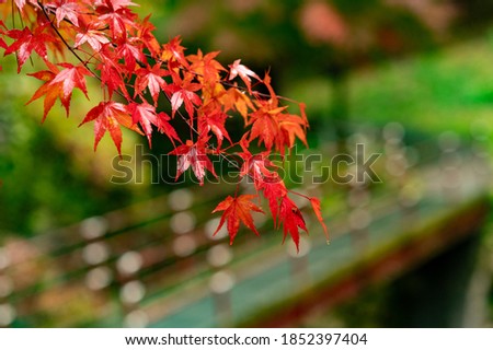 Wallpaper that feels autumn, red maple leaves