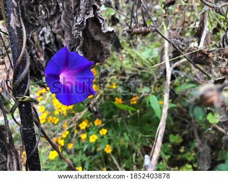 Front View of Purple Blue Morning Glory Trumpet Flower Vines Wrapped Around Wood in Wild Garden
