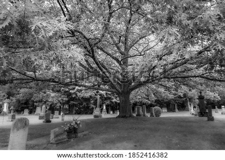 Monochrome picture of tree with tombstones