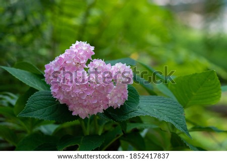 beautiful pink hydrangea bushes in full bloom and green leaves with nature as background.