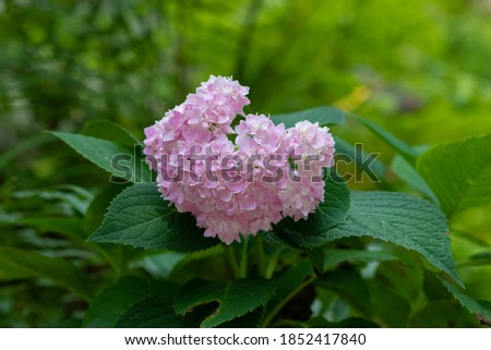 beautiful pink hydrangea bushes in full bloom and green leaves with nature as background.