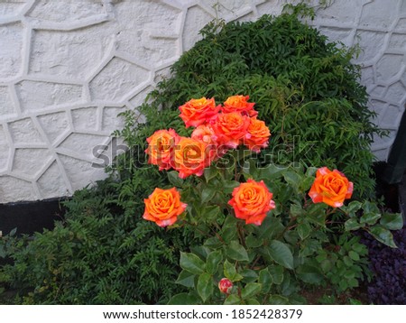 Beautiful shiny orange roses on the home garden