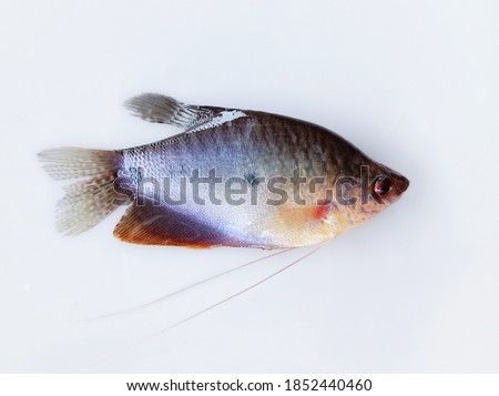A small, flat-body freshwater fish that liver in candle and fields, Thailand.