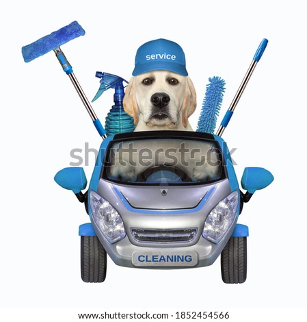 A dog cleaner in a cap with the cleaning tools drives a blue car . White background. Isolated.