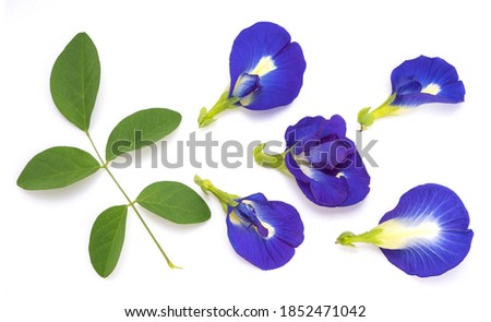 Fresh butterfly pea flower with green leaf isolated on white background, Bluebellvine , cordofan pea, clitoria ternatea isolated on white.
