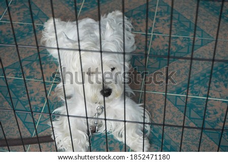 The West Highland White Terrier, commonly known as the Westie are lying behind the pet barrier. picture focus at the dog 