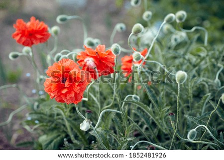 Red poppy flowers in nature. Selective focus, background blur. Photo wallpaper.