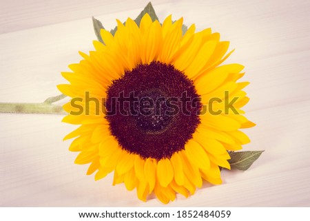Beautiful and vibrant yellow sunflower on white boards background. Decoration and summer time concept. Vintage photo