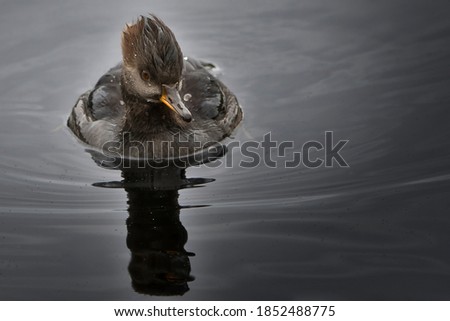 A YOUNG HOODED MERGANSER DUCK WITH ITS REFLECTION IN THE WATER AND A BLURRY BACKGROUND 