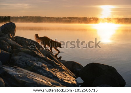 dog on the lake at sunrise. Nova Scotia Duck Tolling Retriever in the morning 