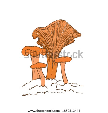 Chanterelle mushroom hand-drawn vector illustration. Sketch of a food drawing isolated on a white background. Organic vegetarian product. Great for menu, label, product packaging, recipe