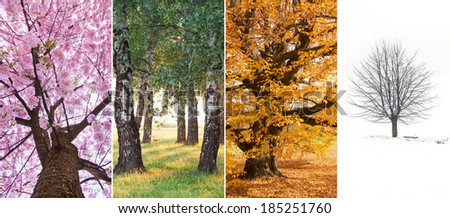 Spring, summer, autumn and winter in the nature