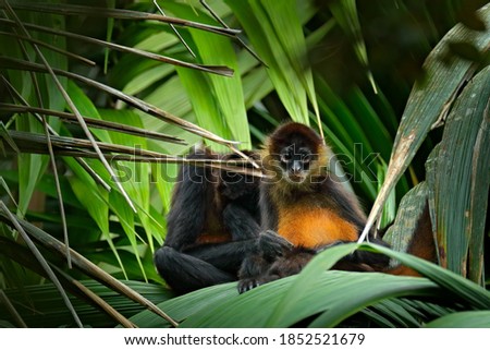Spider monkey on palm tree. Green wildlife of Costa Rica. Black-handed Spider Monkey sitting on the tree branch in the dark tropical forest. Animal in the nature habitat, on the tree. Royalty-Free Stock Photo #1852521679