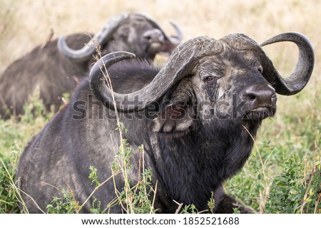 Buffalo in Africa national park Serengeti, Tarangire, Ngorongoro crater