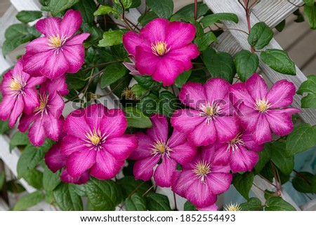 Blooming clematis Ville de Lyon on a wooden support Royalty-Free Stock Photo #1852554493