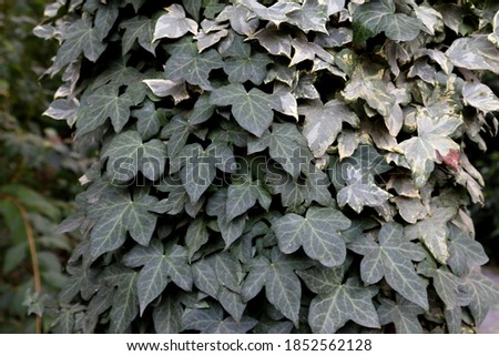 Thick web of the  common  ivy leaves (Hedera helix)