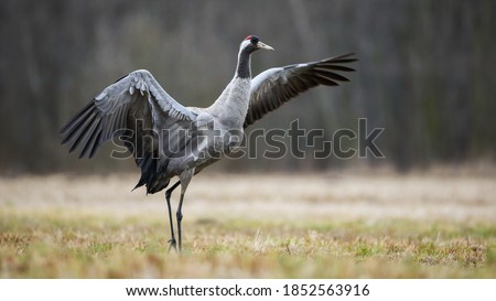Wild common crane, grus grus, stretching wings and walking on hay field in autumn nature. Large feathered bird landing on meadow from side view. Animal wildlife in wilderness. Royalty-Free Stock Photo #1852563916
