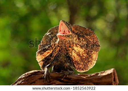frilled dragon in the garden