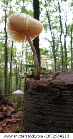 Close-up picture of wild forest mushroom in Belgrade Forest, Istanbul. 