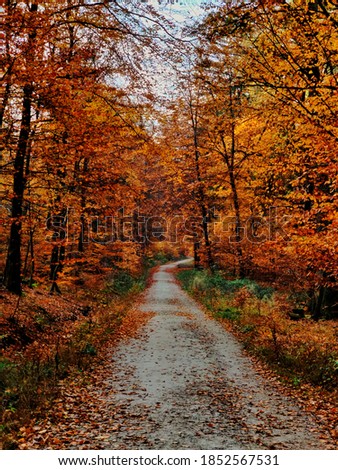 A picture shot in the middle of Fall on a scenic road through the forest