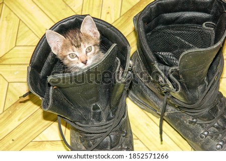 A small kitten plays with a black army boot.
