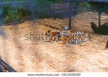 Little tigers sleeps, photo through the bars of a cage in a zoo. Concept of animal rights protection. Blurred cell and selective focus