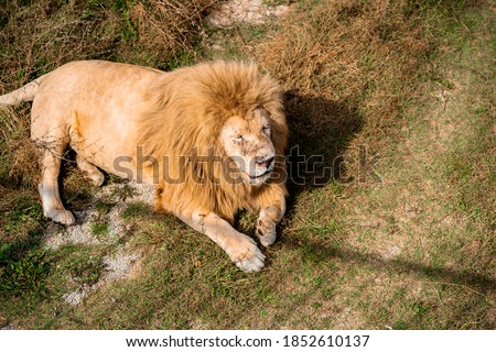 The lion walks along the path on the dried grass in zoo
