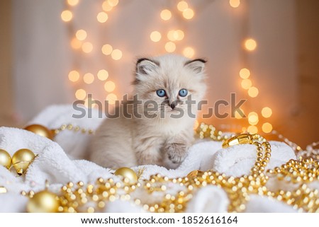 little cute kitten sitting in a blanket, Christmas decor