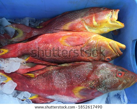 Red-banded grouper fish in basket