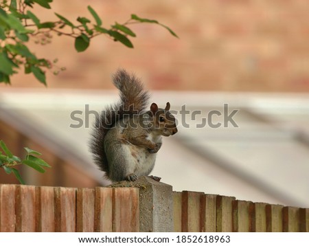 Grey squirrel in the morning, Oakley, Hampshire, U.K.