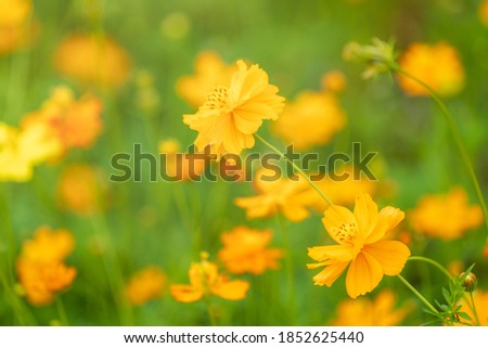 
Yellow cosmos flowers  blooming in the garden for background,Beautiful flower in field.