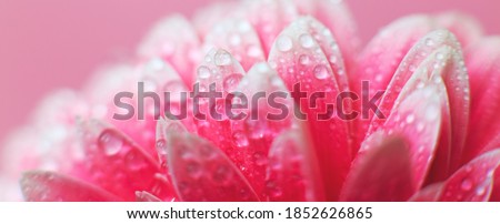 Pink Gerbera flower petals with drops of water, macro on flower. Beautiful abstract background. Banner