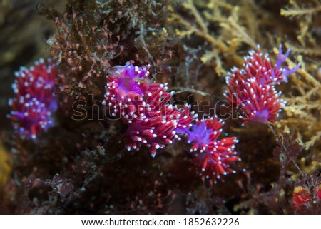 A group of Purple lady nudibranchs (Flabellina funeka) slender purple-bodied aeolid with red cerata having white tips.