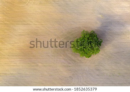 top down view of rural area with freshly cultivated field, green and brown with single isolated tree